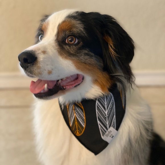 The Bodhi Dog Bandanas!! - Picture 2 of 3